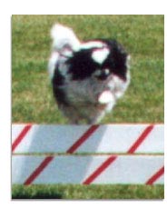 Japanese Chin Jumping