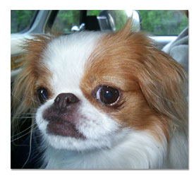 Japanese Chin, Peeps