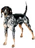 Bluetick Coonhound