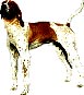 English Coonhound