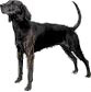 Plott Coonhound