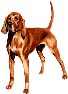 Redbone Coonhound