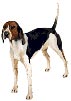 Treeing Walker Coonhound