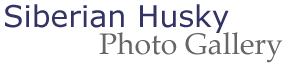 Husky Action Photo Gallery
