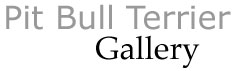 Pit Bull Photo Gallery