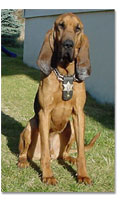 K-9 Officer Bear