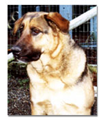 K-9 Officer Henry