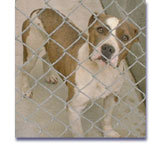 Delyla at Bremerton Animal Control