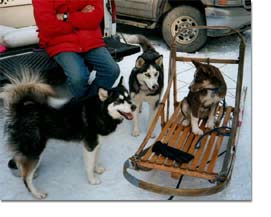 Siberian Husky