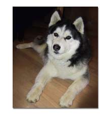 Siberian Husky