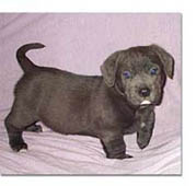 Puppy Posing