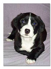 Puppy Posing