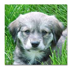 Puppy Posing