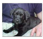 Puppy Posing