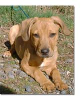 Puppy in grass
