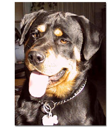 Rottweiler Portrait
