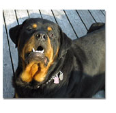 Rottweiler