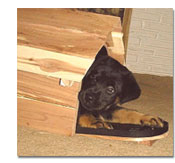 Rottweiler puppy playing 