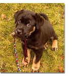 Rottweiler puppy playing in yard