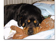 Rottweiler relaxing
