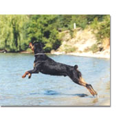 Buddy Jumping