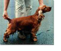 English Cocker Spaniel