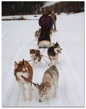 Huskies pulling dog sled