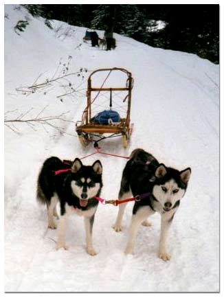 Huskies pulling dog sled
