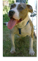 Pit Bull Terrier