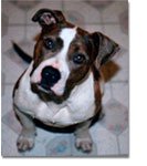 Pit Bull Terrier puppy