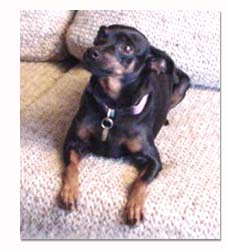 Miniature Pinscher