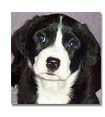 Portrait of Puppy