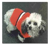Poodle