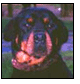 Photo of Roxy