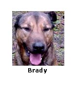 Brady