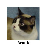 Brook