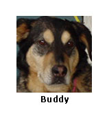 Buddy