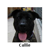 Callie