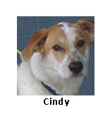 Cindy