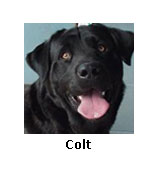 Colt