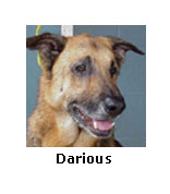 Darious