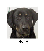 Holly