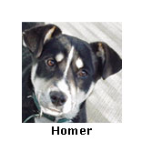 Homer