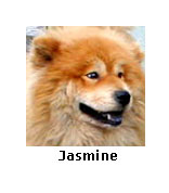 Jasmine