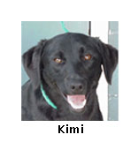 Kimi