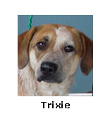 Trixie