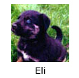 In Memory of Eli