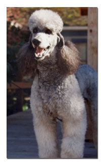 Poodle