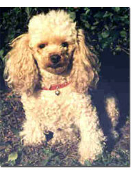 Poodle