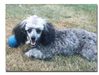 Poodle